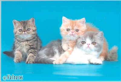 Персидские и Экзотические кошки