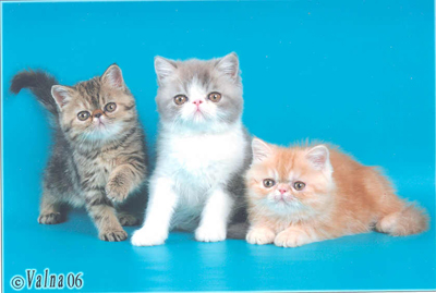 Персидские и Экзотические кошки